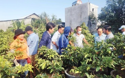 Một câu lạc bộ nông dân độc đáo ở Quảng Nam, nhà nào cũng trồng mai vàng, khá giả nhờ cây kiểng