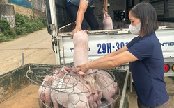 Hội Nông dân tỉnh Phú Thọ hỗ trợ lợn giống, thức ăn chăn nuôi cho nông dân
