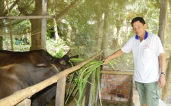 Quỹ Hỗ trợ nông dân giúp một hợp tác xã ở Trà Vinh mở rộng nuôi bò sinh sản, thêm việc làm, tăng thu nhập
