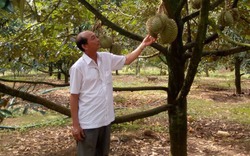 "Trồng quả tiền tỷ" trái vụ, ông chủ trang trại Gia Trung ở Đắk Nông sắp cắt bán 150 tấn, thu tiền tỷ