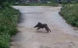 Thống nhất phương án bắt cá thể khỉ cắn trọng thương người và chết 4 con chó ở Quảng Nam