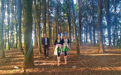 Trên dãy núi Pu Lon ở Nghệ An, dân trồng loại cây quý gì mà rừng đẹp như phim, lên tới nơi mới bất ngờ?