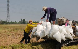 Kiên Giang: Liên kết sản xuất và tiêu thụ sản phẩm lúa Đài Thơm 8 cho hiệu quả kinh tế vượt trội