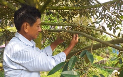 Đây là "cây tiền tỷ" ra quả trái vụ giúp một nông dân Tiền Giang thu toàn tiền to