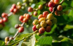 Giá cà phê ngày 6/12: Cà phê tăng giá đồng loạt, trong nước giá vượt mốc 60.000 đồng/kg