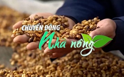 Chuyển động Nhà nông 6/12: Giá cà phê vượt mốc 60.000 đồng/kg