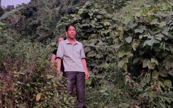 Lai Châu: Xã Mường Tè tăng cường công tác quản lý, bảo vệ rừng 