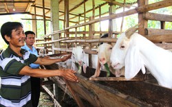 Nuôi dê sinh sản, con nào nhìn cũng đẹp, cũng xinh, ở một nơi của Cần Thơ, nhà nào nuôi cũng khá giả