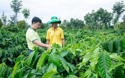 Giải pháp dinh dưỡng cho cà phê mùa khô ở Tây Nguyên - nông dân trải nghiệm NPK Cà  Mau công nghệ Polyphosphate