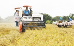 Phát động thực hiện Đề án 1 triệu ha lúa chất lượng cao và phát thải thấp gắn với tăng trưởng xanh vùng ĐBSCL