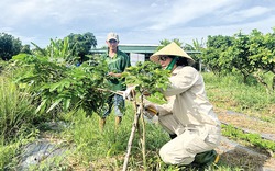 Loại quả ngon trồng ở Cần Thơ, nhanh ra trái, bán ra nước ngoài, bóc vỏ đã thấy thơm rồi