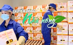 Chuyển động Nhà nông 9/12: Hoà Bình tăng tốc xuất khẩu nông sản dịp cuối năm