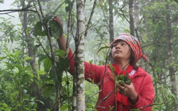 Những cây chè cổ thụ trăm tuổi ví như báu vật giữa núi rừng Sìn Hồ của Lai Châu