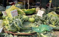 Hà Nội: Bất ngờ giá rau xanh giảm mạnh so với trước Tết 