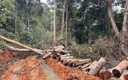Địa phương muốn giao khu rừng ở xã Ninh Ích cho đơn vị khác để quản lý, bảo vệ