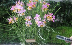 Loài hoa lan được Singapore đặt theo tên Thủ tướng Phạm Minh Chính và phu nhân có gì đặc biệt?