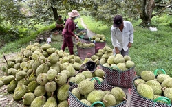 Trung Quốc là thị trường khổng lồ nhưng mỗi tỉnh lại có sự khác biệt, nông sản Việt cần cách tiếp cận riêng