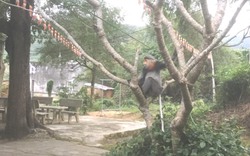  Xuất hiện 3 cá thể voọc chà vá chân xám ở sân chùa tại Phú Yên