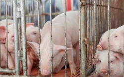 Trung Quốc lại chuẩn bị thu mua dự trữ thịt lợn do giá thấp