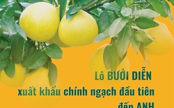 Lô bưởi Diễn xuất khẩu chính ngạch đầu tiên đến Anh