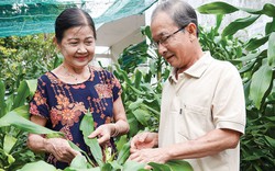 Làm cho phát tài trổ bông hàng loạt, ông nông dân Cần Thơ khiến người người trầm trồ