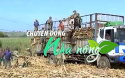 Chuyển động Nhà nông 13/2: Thời tiết thuận lợi, nông dân Đắk Lắk hối hả thu hoạch mía