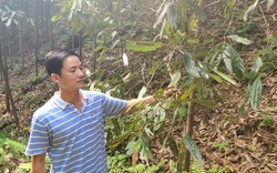 Lào Cai: Cây quế tự dưng bị khô lá với diện tích hàng trăm ha