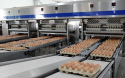 Chủ tịch Hiệp hội Chăn nuôi gia cầm VN: Không có chuyện giá trứng rẻ đến mức phải giải cứu