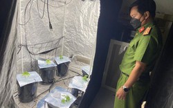 Phát hiện người nước ngoài thuê căn hộ trồng cây nghi cần sa tại Đà Nẵng