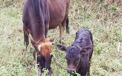 Nuôi, thụ tinh nhân tạo thành công bò lai Wagyu Nhật Bản tại A Lưới của Thừa Thiên Huế