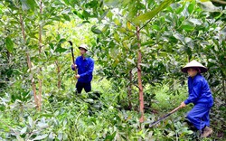Chuyển đổi số trong nông nghiệp ở Thái Nguyên, quản lý cây xanh, cảnh báo cháy rừng sớm bằng phần mềm
