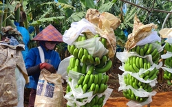 Sớm đăng ký mã vùng trồng, nhiều nông sản Gia Lai xuất khẩu chính ngạch