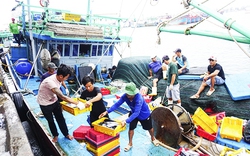 Bạn tàu bỏ biển, Khánh Hòa thiếu lao động đánh bắt hải sản