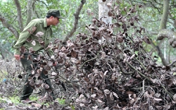 Đồng Nai: Lần đầu tiên khởi tố vụ án chặt phá rừng phòng hộ 