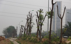 Hà Nội: Nhiều cây xanh chết khô trên Đại lộ Thăng Long
