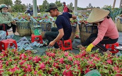Rộng cửa đưa trái cây Việt Nam sang thị trường tỷ rưỡi dân
