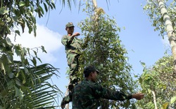 Bà Rịa - Vũng Tàu: Bộ đội giúp nông dân thu hoạch 20 tấn hạt tiêu tươi