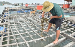 Cá mú trân châu, hàu đặc sản treo dây ở một hòn đảo của Kiên Giang bỗng chết hàng loạt, nông dân thẫn thờ