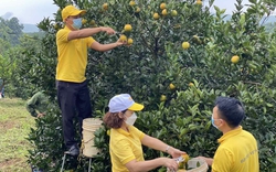 Hòa Bình quyết “hồi sinh” 800ha cam Cao Phong