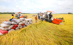 Giá lúa gạo tiếp tục duy trì ở mức cao, thị trường sôi động