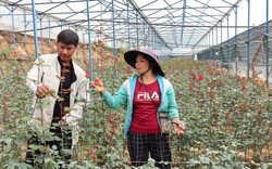 Cặp vợ chồng người K’Ho ở Lâm Đồng trồng loài hoa tình yêu mà có của ăn của để