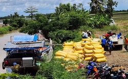 

Nông dân trồng lúa thơm miền Tây thu lãi cao