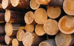 Xuất khẩu gỗ tháng 1 lao dốc, 'bất ngờ' với thị trường Trung Quốc