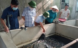 Hà Tĩnh: Nông dân Hồng Lĩnh thi đua sản xuất kinh doanh giỏi, có nông dân nuôi lươn không bùn thu nửa tỷ/năm
