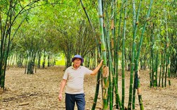 Trồng rừng tre đẹp như phim, nông dân nơi này ở Bình Thuận bán măng thôi đã giàu hẳn lên