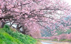 Choáng ngợp trước rừng hoa anh đào nở sớm ở Nhật Bản