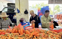 Một hợp tác xã của tỉnh Hải Dương bán 20 tấn cà rốt mỗi ngày sang Hàn Quốc, Nhật Bản
