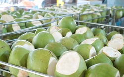 Đề nghị Trung Quốc mở cửa với trái dừa tươi Việt Nam