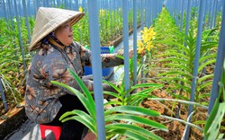 Trồng thứ cây cảnh tuôn hoa như suối, chị nông dân Kiên Giang làm như giải trí mà thu 40-50 triệu/tháng
