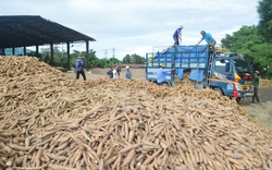 Mới đầu năm Trung Quốc đã tăng tốc mua một loại tinh bột của Việt Nam 